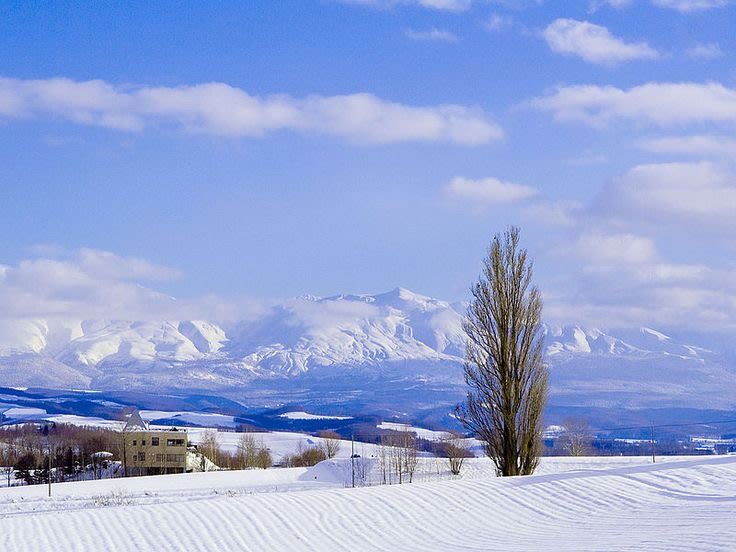 Hokkaido Super Chill 2-Day Light Trip | ROYCE Chocolate Factory, Asahiyama Zoo, Biei Seven Star Tree, Shirahige Falls, Bibai Snowland Fun, Ningle Terrace Illumination | Chinese Tour Guide - What the guide and transport add