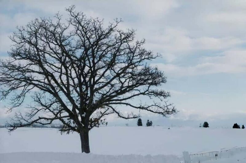 Hokkaido Tour: Snowy Landscapes & Polar Animals & Waterfalls - The Sum Up