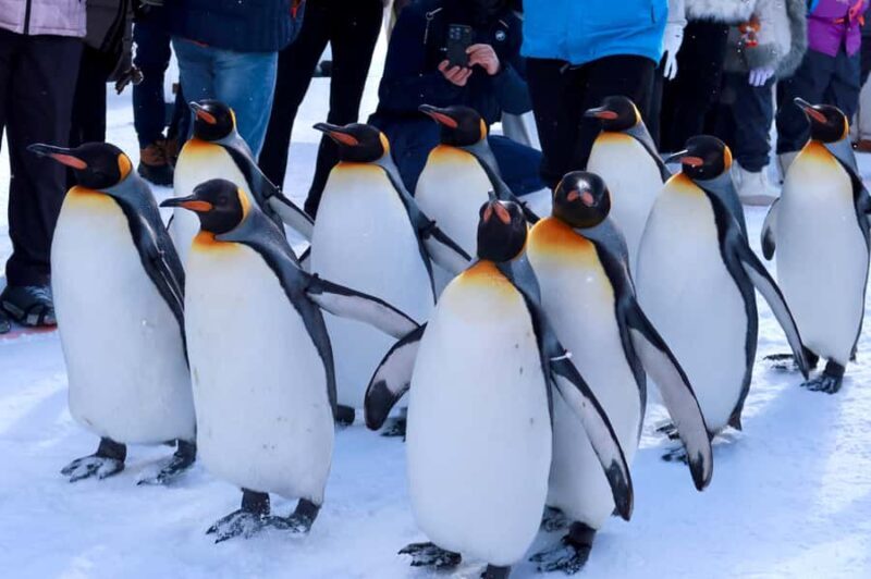 Hokkaido Tour: Snowy Landscapes & Polar Animals & Waterfalls - Why You’ll Love This Hokkaido Tour