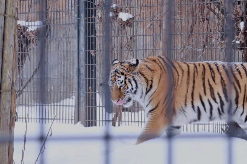 Hokkaido Tour: Snowy Landscapes & Polar Animals & Waterfalls - Who Is This Tour Best For?