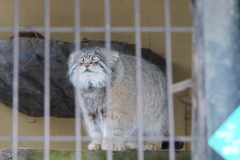 Hokkaido TourAsahiyama Zoo &Biei Waterfalls &Ningle Terrace - An In-Depth Look at the Tour Experience