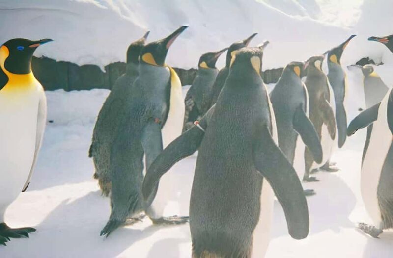 Hokkaido TourAsahiyama Zoo &Biei Waterfalls &Ningle Terrace - FAQ