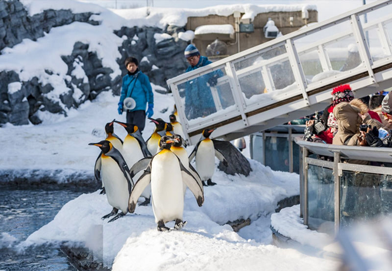 Hokkaido Winter Exclusive: Hokkaido Asahiyama Zoo & Internet-Famous Christmas Tree & Shirogane Blue Pond & Ningle Terrace One-Day Tour | Depart from Sapporo - Guides, group size, and the value of the fare