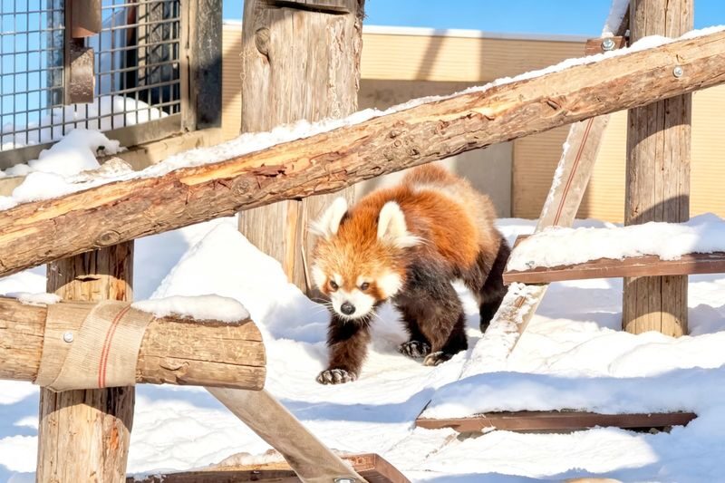 Hokkaido Winter Full-Day Tour | Penguin Walk, Platinum Blue Pond, Shirahige Falls, Forest Elf Terrace | Departure from Sapporo, Chinese and English Tour Guide - Shirahige Falls: ice, water and slippery paths