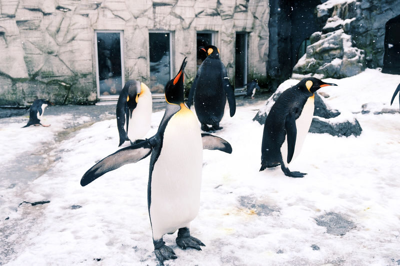 Hokkaido Winter Full-Day Tour | Penguin Walk, Platinum Blue Pond, Shirahige Falls, Forest Elf Terrace | Departure from Sapporo, Chinese and English Tour Guide - Shirogane Blue Pond: famous color, seasonal changes