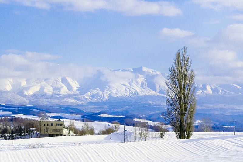 Hokkaido Winter Full-Day Tour | Penguin Walk, Platinum Blue Pond, Shirahige Falls, Forest Elf Terrace | Departure from Sapporo, Chinese and English Tour Guide - Ningle Terrace: cottages in the woods, if open
