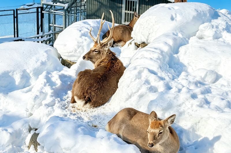 Hokkaido Winter Full-Day Tour | Penguin Walk, Platinum Blue Pond, Shirahige Falls, Forest Elf Terrace | Departure from Sapporo, Chinese and English Tour Guide - Price, meals and practical preparation