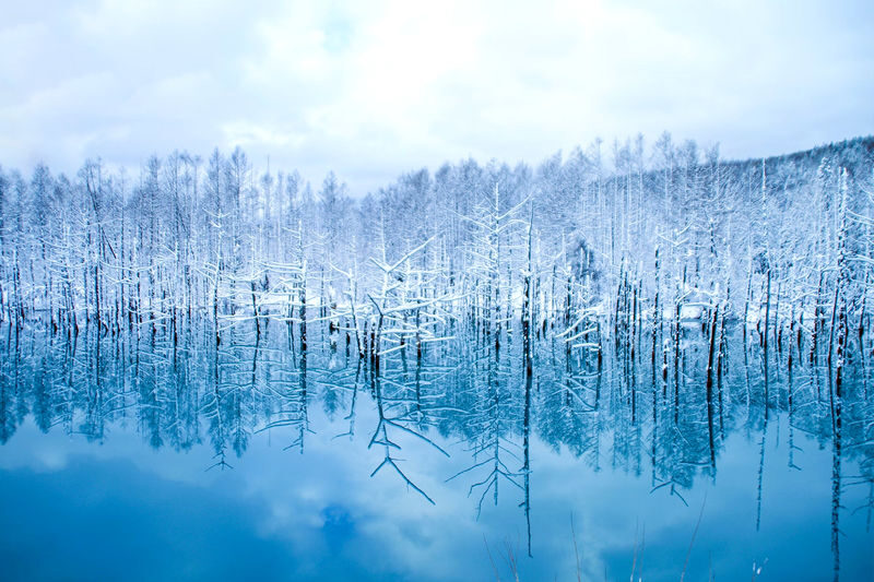 Hokkaido Winter Full-Day Tour | Penguin Walk, Platinum Blue Pond, Shirahige Falls, Forest Elf Terrace | Departure from Sapporo, Chinese and English Tour Guide - Who should book this Hokkaido winter tour?