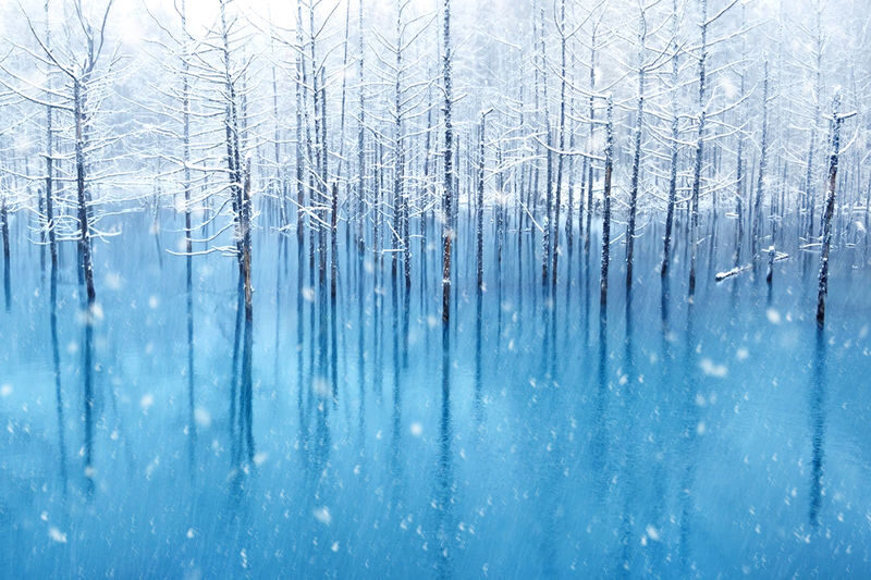 Hokkaido Winter Limited: Asahiyama Zoo & Shirogane Blue Pond & Shirasu Waterfall & Shikisai-no-Oka (Optional Snowmobile Experience) & Forest Elf Terrace Day Tour - Ningle Terrace: cabins in the forest