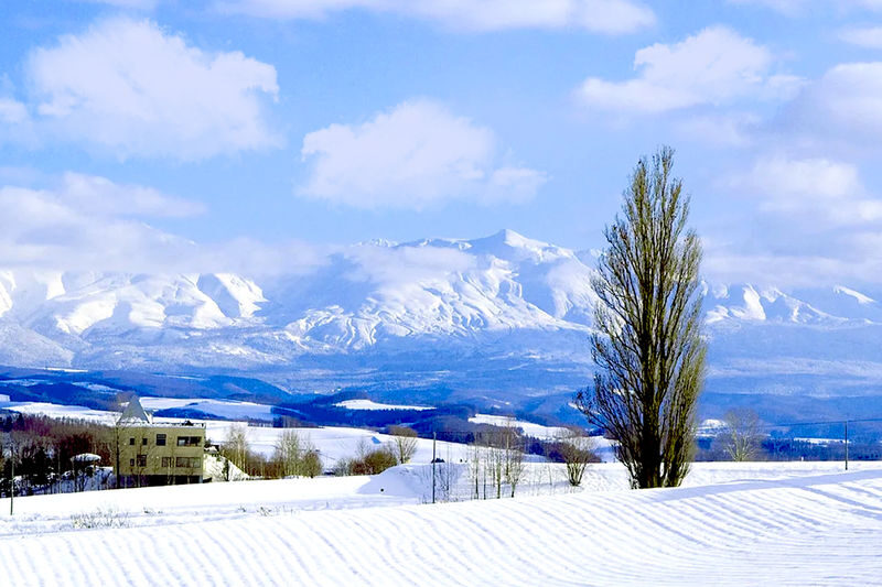 Hokkaido Winter Limited: Asahiyama Zoo & Shirogane Blue Pond & Shirasu Waterfall & Shikisai-no-Oka (Optional Snowmobile Experience) & Forest Elf Terrace Day Tour - Guides, weather and a little winter discipline