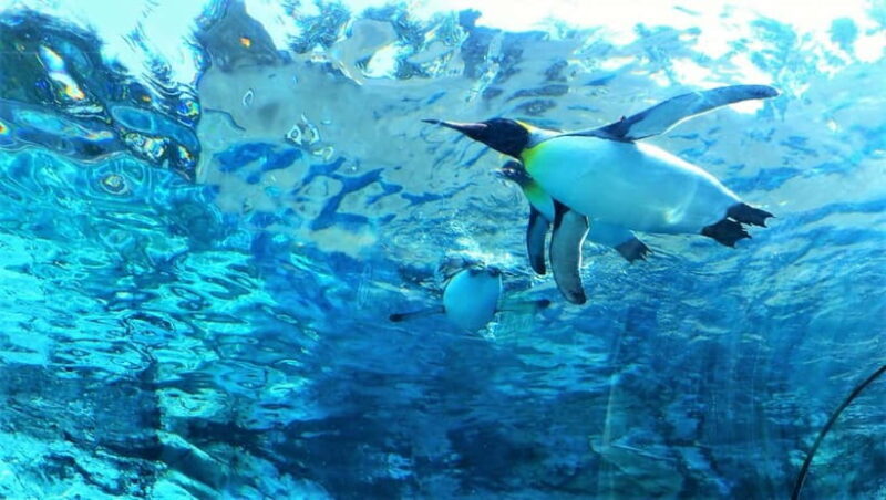 HokkaidoKurodake Ropeway, Asahiyama Zoo Autumn Leaves Tour - Practicalities and What to Expect on the Tour