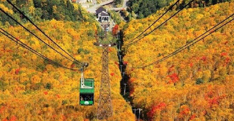 HokkaidoKurodake Ropeway, Asahiyama Zoo Autumn Leaves Tour - Final Thoughts