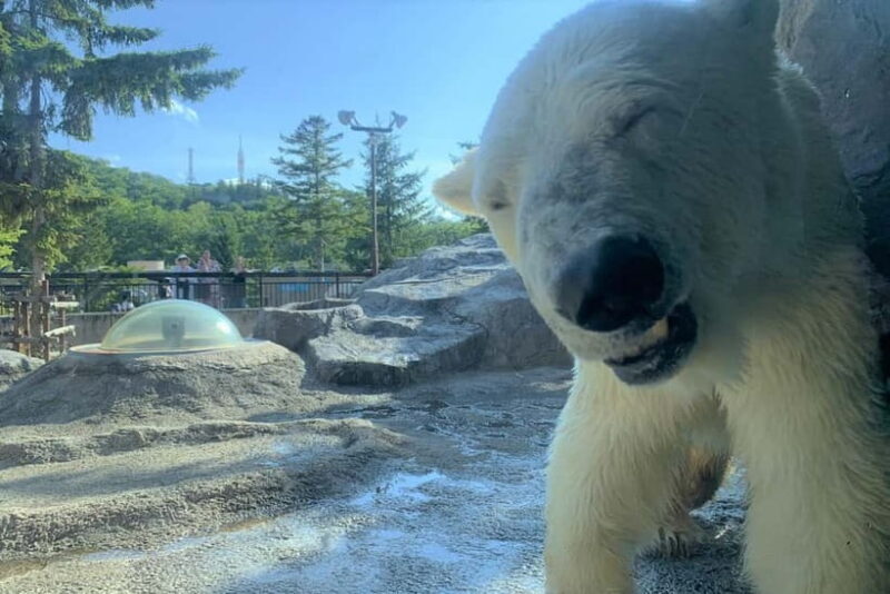 HokkaidoKurodake Ropeway, Asahiyama Zoo Autumn Leaves Tour - FAQs