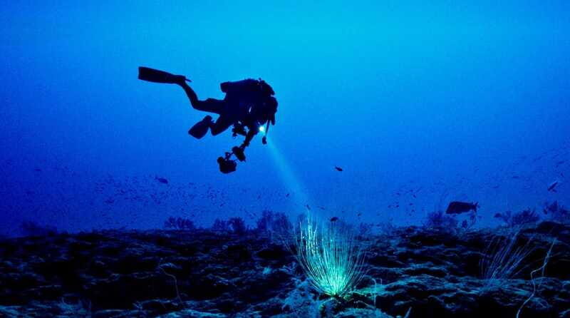 Hol Chan Marine Park night dive - Frequently Asked Questions