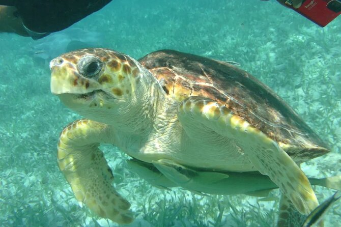 Hol - Chan Snorkel Tour - Tour Overview
