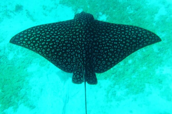 Hol - Chan Snorkel Tour - Inclusions and Amenities