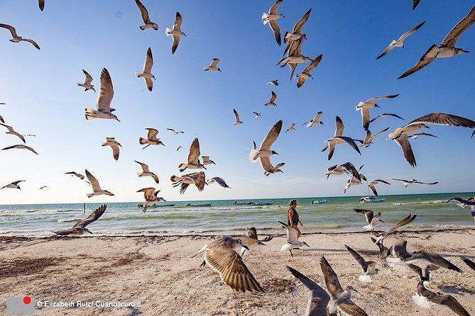 Holbox, all its beauty in 1 day (round trip, lunch and guided visit included) - An In-Depth Look at the Day Trip