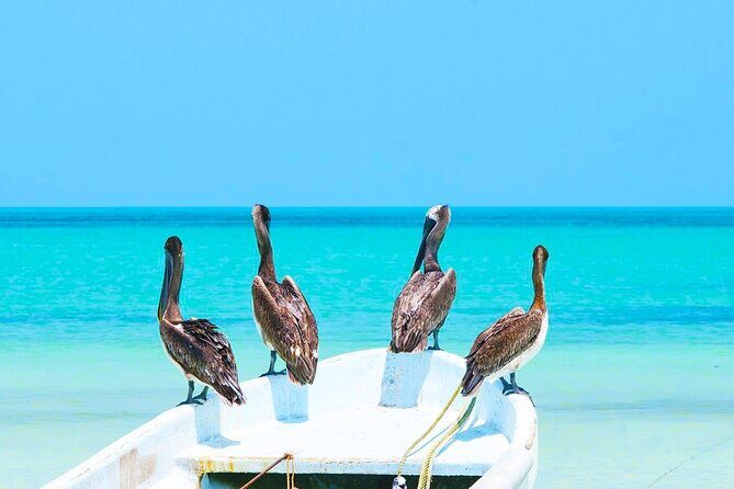 Holbox Beach Adventure! & Punta Mosquito Beaches from Tulum City - Authentic Experiences and Tips