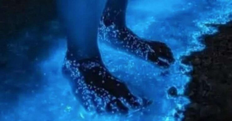 Holbox: Guided Bioluminescence Kayaking Tour - Activity Details