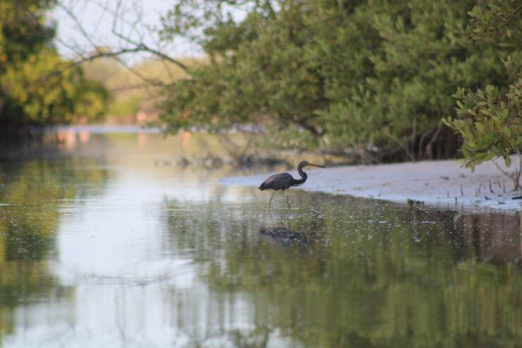 Holbox: Guided Sunrise Kayak Tour Through Mangrove Reserve - Booking Information