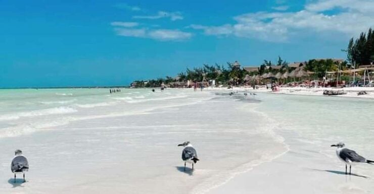 Holbox Island: Day Trip With Kayak Tour - Transportation and Pickup Details