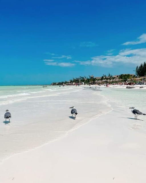 Holbox Island: Day Trip With Lunch - Important Information