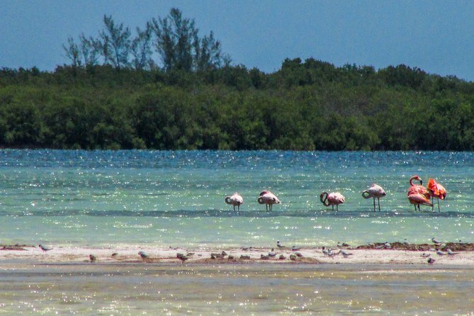 Holbox Island Tour Departure From Cancun - Tour Details