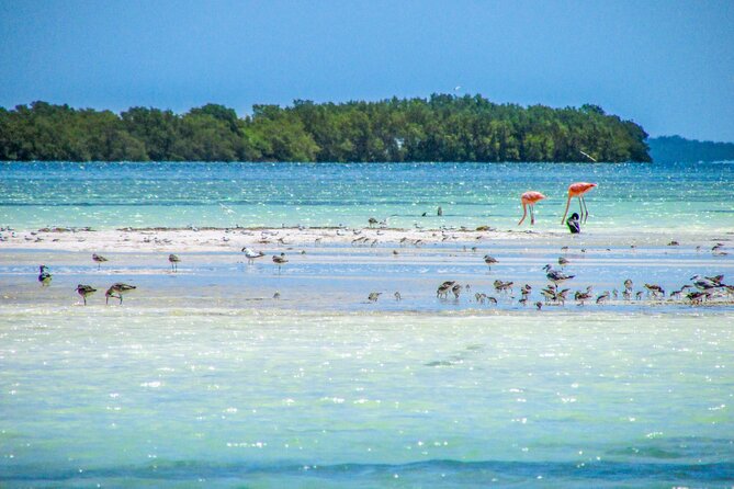 Holbox Island Tour in Mexico With Lunch - Pricing and Value