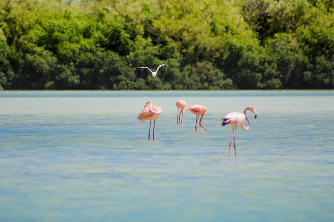 Holbox Island Tour in Mexico With Lunch - Pickup and Meeting Details