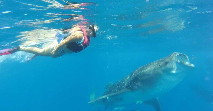 Holbox Island: Whale Shark Tour - Activity Details