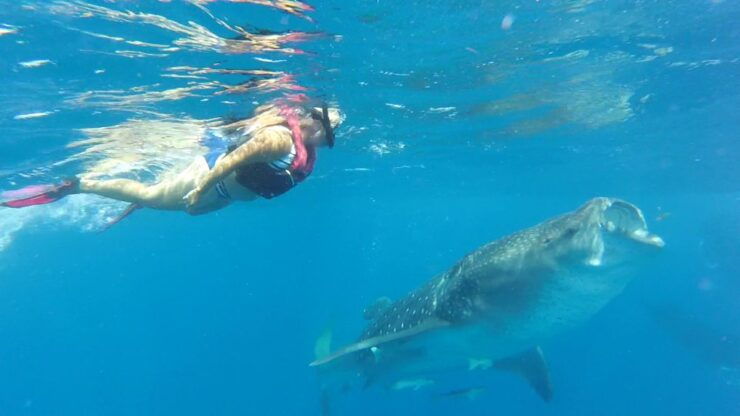 Holbox Island: Whale Shark Tour - Experience Highlights