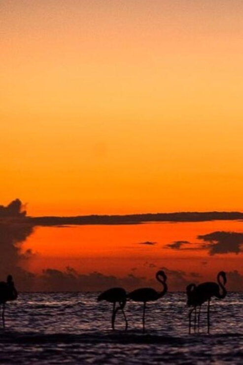 Holbox: Mangrove Paddling Excursion - Experience Highlights