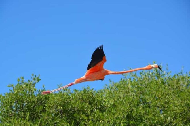 Holbox: Mangrove Paddling Excursion - Itinerary Details