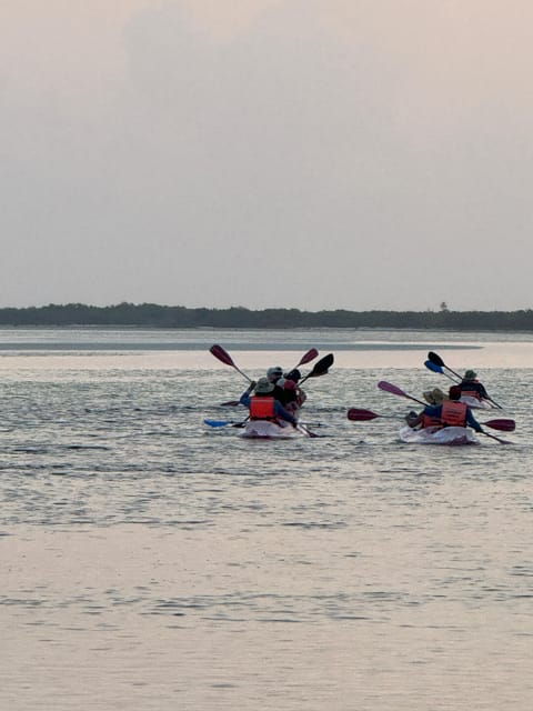 Holbox: Mangrove Sunset Kayak Tour - Good To Know