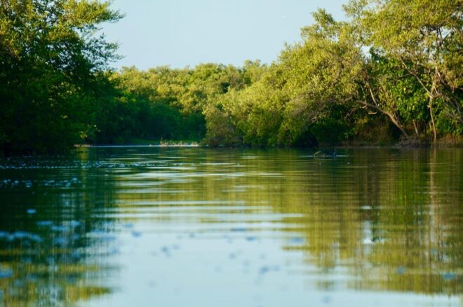Holbox: Mangrove Sunset Kayak Tour - Important Information