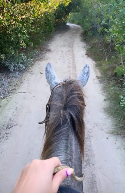 Holbox: Private Horseback Riding - Expert Guides and Insights