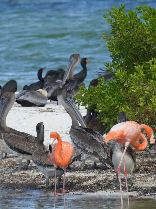 Holbox: Sunrise Kayak Tour through the Mangroves - Good To Know