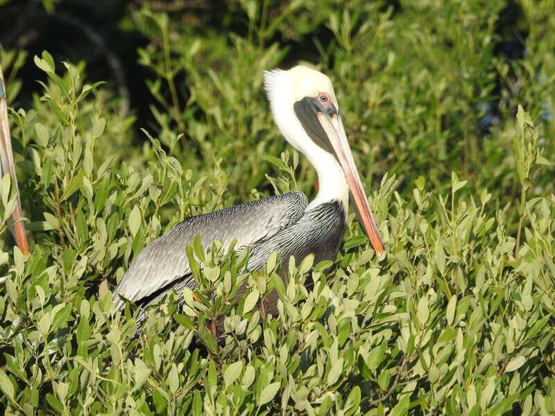Holbox: Sunrise Kayak Tour through the Mangroves - Introduction and Overview