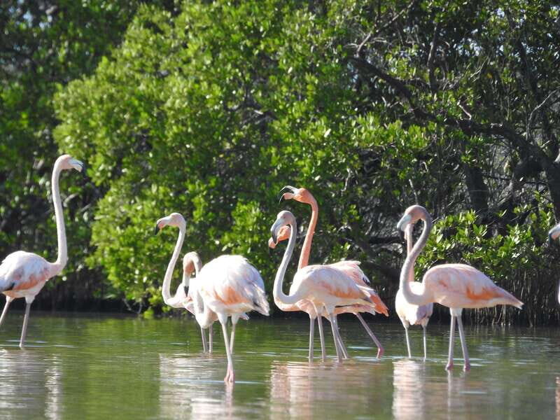 Holbox: Sunrise Kayak Tour through the Mangroves - Why This Tour Offers Great Value