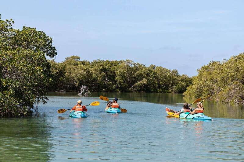 Holbox: Sunrise Kayak Tour through the Mangroves - FAQs