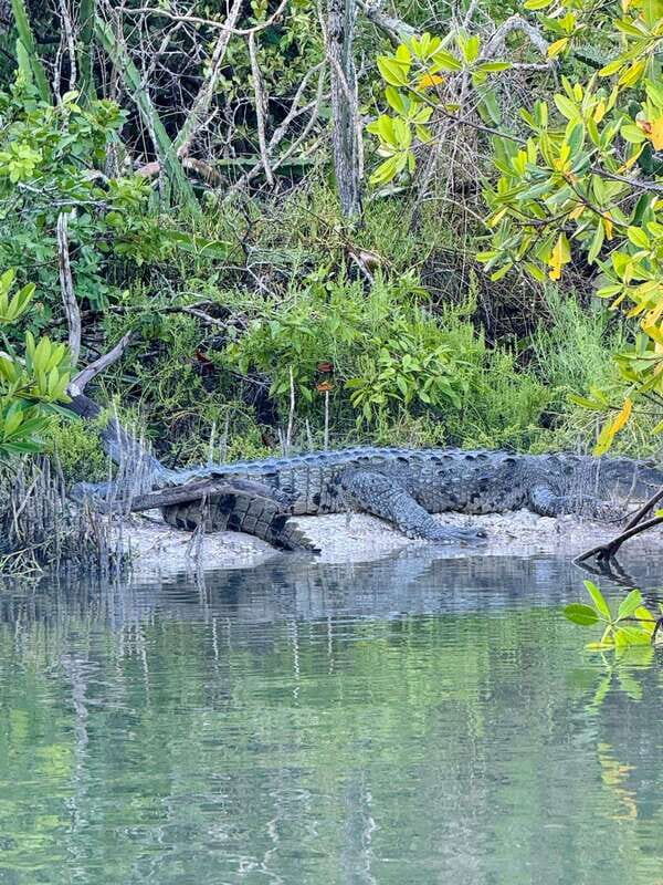 Holbox: Sunrise & Mangrove Kayak Tour - Good To Know