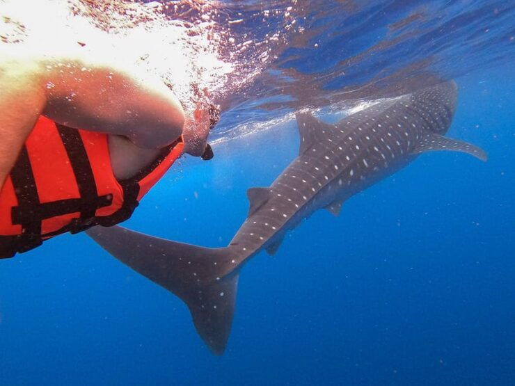 Holbox: Swimming With Wild Whale Sharks Boat Trip - Itinerary and Activities