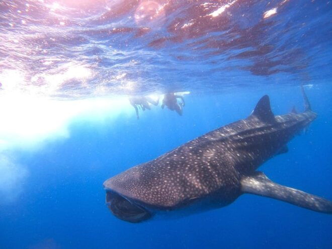 Holbox: Swimming With Wild Whale Sharks Boat Trip - Meeting Point and Recommendations