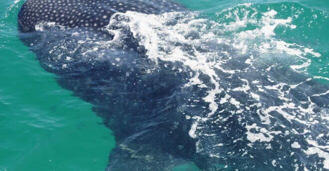 Holbox: Swimming With Wild Whale Sharks Boat Trip - Customer Ratings and Feedback