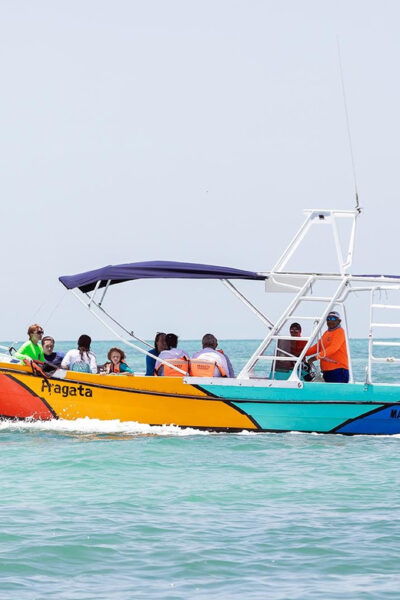 Holbox: Swimming With Wild Whale Sharks Boat Trip - Whale Shark Swimming Experience