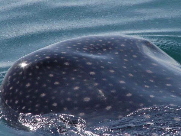 Holbox: Swimming With Wild Whale Sharks Boat Trip - Eco-Friendly Practices