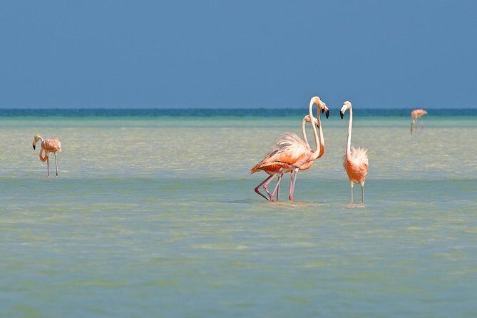 Holbox The Living Dream by boat from Playa del Carmen - FAQ