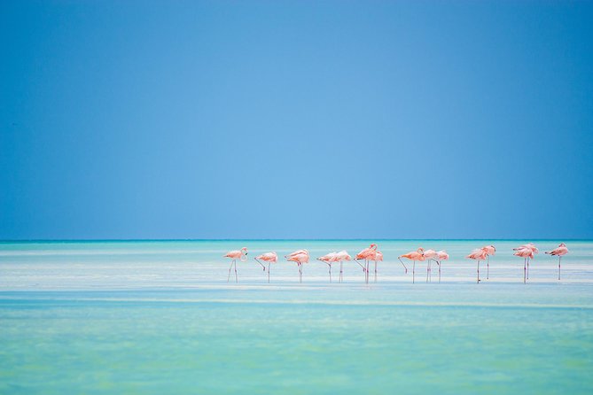 Holbox Tour From Cancun and Riviera Maya - Pricing Details and Options