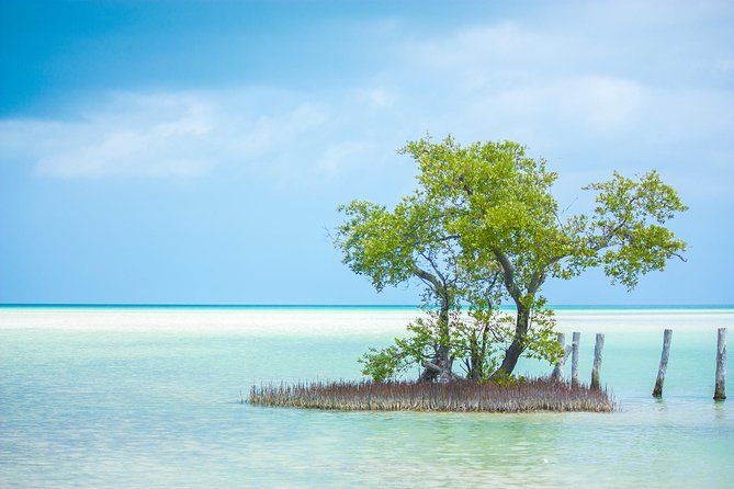 Holbox Tour From Cancun and Riviera Maya - Directions and Logistics for the Tour