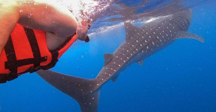 Holbox: Whale Shark Encounter and Marine Adventure - Activity Details